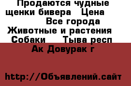 Продаются чудные щенки бивера › Цена ­ 25 000 - Все города Животные и растения » Собаки   . Тыва респ.,Ак-Довурак г.
